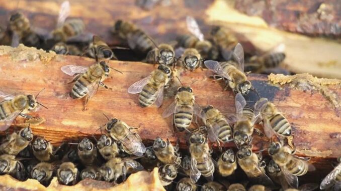 It Has Been Determined That Some Bee Species That Lived in Prehistoric Times Built Nests in Bone Remains - RaillyNews
