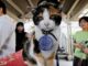 A Pawed Chief Has Been Appointed at Kishi Station in Japan - RaillyNews