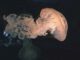 Jellyfish Reveal the Function of Sleep, Hundreds of Millions Years Old - RaillyNews