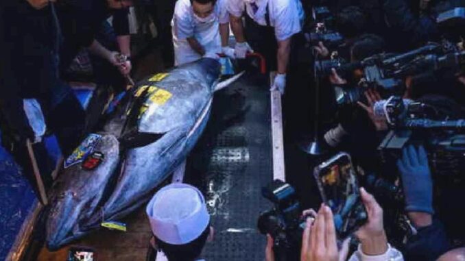 New Record in Tuna Auctions in Japan - RaillyNews