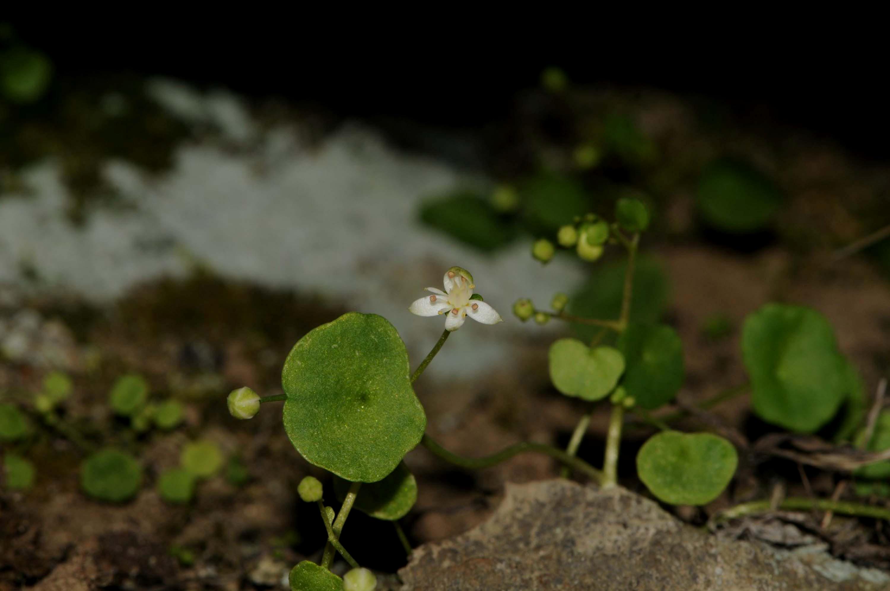 Türkiye’nin florasında yeni ve endemik bir parça: Biyolojik zenginliğin artması