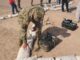 US Army Deploys XM204 to Europe - RaillyNews