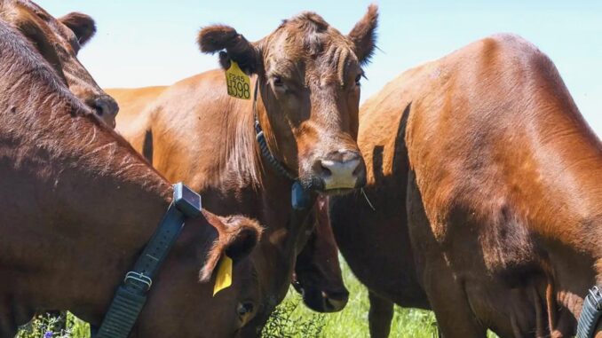 AI Revolution: Cows Say Goodbye to Shepherds - RaillyNews