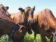AI Revolution: Cows Say Goodbye to Shepherds - RaillyNews