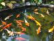 Fish-like Flying Drone - RaillyNews