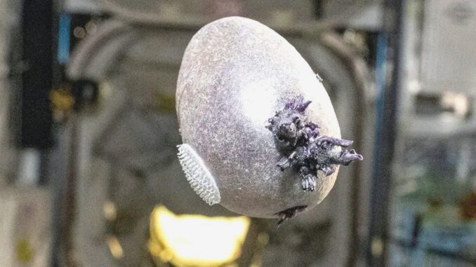 NASA Astronaut Reveals Egg's Secret - RaillyNews