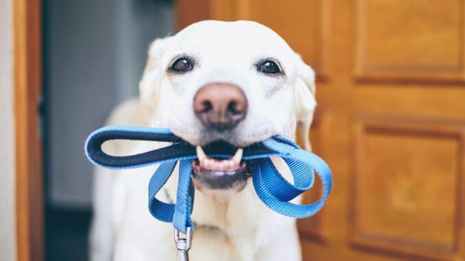 17 Hidden Signs Your Dog Is in Pain - RaillyNews