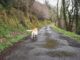 Dog's Homecoming Secret Revealed - RaillyNews