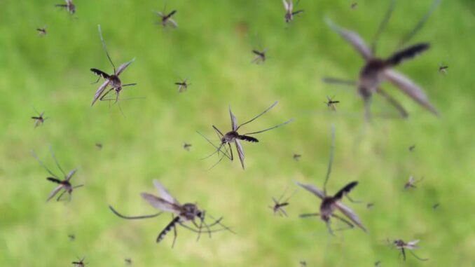 32 Million Private Mosquitoes Released in the US - RaillyNews