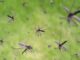 32 Million Private Mosquitoes Released in the US - RaillyNews