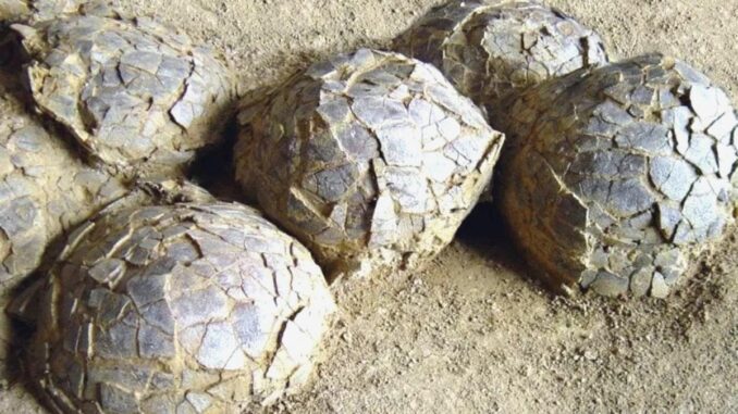72-Million-Year-Old Dinosaur Nest Discovered in France - RaillyNews