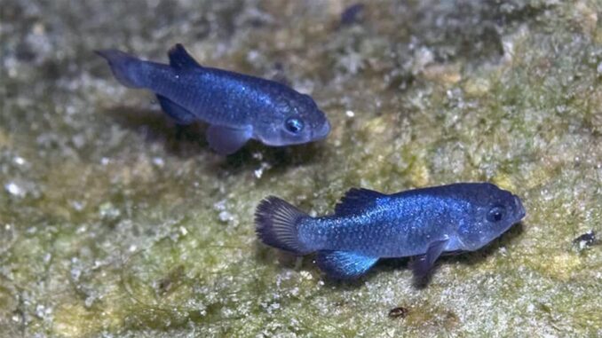 Critical Period for the Rarest Fish in the World - RaillyNews