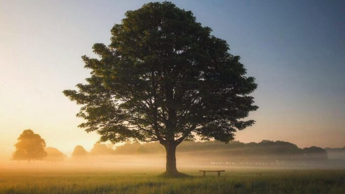 Trees May Store Less Carbon Than Expected - RaillyNews