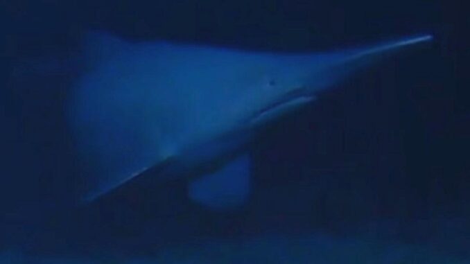 World's Ugliest Shark Spotted - RaillyNews